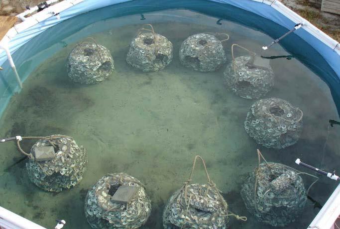 Oyster Surface Τα στρείδια ή τα κελύφη της αχιβάδας μπορούν να ενσωματωθούν στην επιφάνεια των τεχνητών υφάλων για να