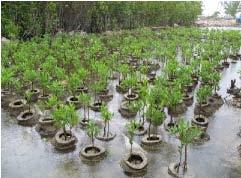 Red Mangrove Planter Style Χρησιμοποιείται οποιοδήποτε μέγεθος τεχνητού υφάλου επενδεδυμένο με λινάτσα και γεμάτο με μαγκρόβιο κοπριά και λιπάσματα για να χρησιμεύσει ως ένα σταθερό δοχείο για να