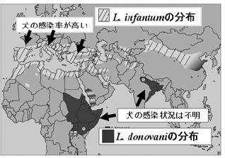 (1) Leishmania infantum zoonotic L.