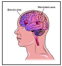 Η περιοχή του Broca είναι ίσως στην πραγματικότητα ένα παράδειγμα για το πώς λειτουργεί ολόκληρος ο εγκέφαλος: έχει βέβαια ένα σημαντικό ρόλο στον τομέα της γλώσσας, αλλά ούτε είναι περιοχή ειδική