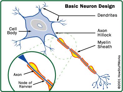 Η πολλαπλή σκλήρυνση θεωρείται ως αυτοάνοση νόσος στην οποία οι φυσιολογικοί αμυντικοί μηχανισμοί του σώματος δρουν έναντι της μυελίνης του κεντρικού νευρικού συστήματος, σαν αυτή να είναι ξένος