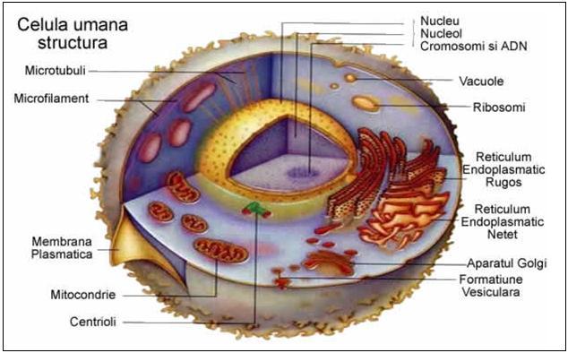 4. Elemente de biologie celulară şi moleculară O caracteristică esenţială a materiei vii este reprezentată de structura sa celulară, alături de încă două proprietăţi fundamentale: metabolismul şi