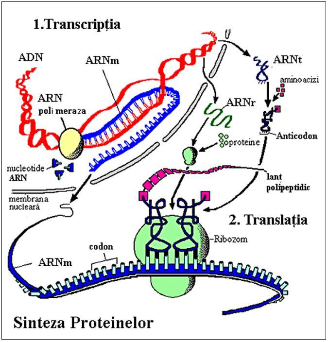poate forma o legătură peptidică cu AA din poziţia P, urmată de desprinderea acestuia de ARNT care l-a purtat. Procesul se reia pas cu pas, generându-se un polipeptid, care iese din ribozom. F.