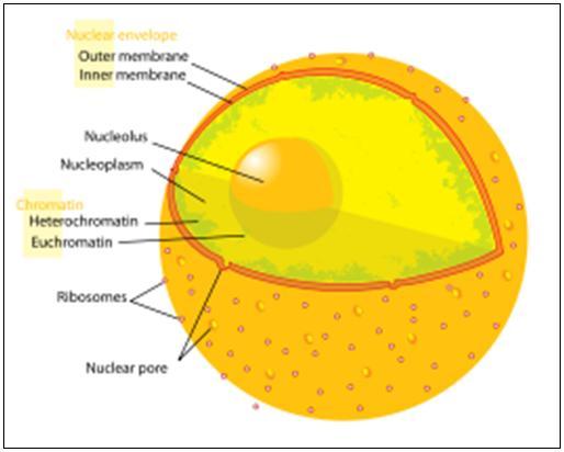Tabel 4.1.3. Proprietăţile fizice ale citoplasmei 4.1.4. Nucleul celular A. Nucleul celular este o formaţiune sferică sau ovoidală, cu diametrul de 4-6μ m, alcătuit în cea mai mare parte din ADN. B.