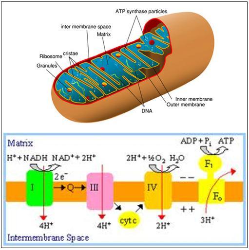 - mitocondrii - aparatul Golgi - libozomi - centrioli - microtubuli, microfilamente - vacuole, vezicule Ne vom opri pe scurt doar la ribozomi şi mitocondrii, având în vedere importanţa lor în