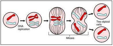 4.2.1. Mitoza A. Mitoza este procesul de diviziune al celulelor somatice. B. Celulele somatice sunt diploide au fiecare cromozom în două exemplare.