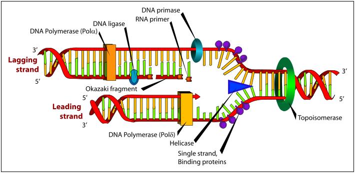 Fig. 4.3.2. Mecanismul replicării ADN Forma de furcă a dublului helix desfăcut de helicază a generat şi numele structurii în această fază: furcă de replicare ( replication fork ). C.