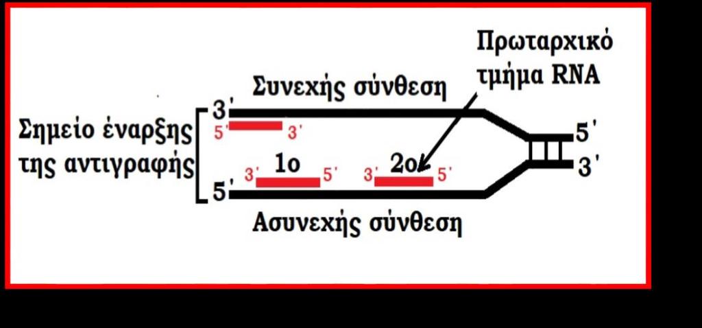 6. Αναλυτική «Μεθοδολογία» Σε κάθε διχάλα αντιγραφής στον κλώνο που αντιγράφεται συνεχώς (κλώνος 3 5 ), το πριμόσωμα συνθέτει ένα μόνο πρωταρχικό