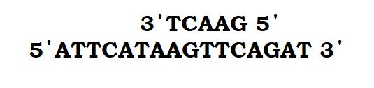 Οι DNA πολυμεράσες, με αφετηρία το τελευταίο (3 άκρο) νουκλεοτίδιο κάθε πρωταρχικού τμήματος, αρχίζουν την σύνθεση ενός τμήματος DNA.