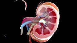 1% Enhanced renal P excretion, Ca absorption, and 1,25-D synthesis 2 Decreased renal P excretion Enhanced renal