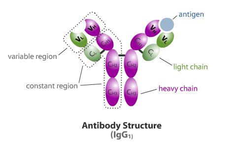 Antitela Glavna karakteristika antitela je njihova sposobnost vezivanja za antigene, koji su i indukovali njihovu sintezu posredstvom antigenih determinanti ili epitopa.