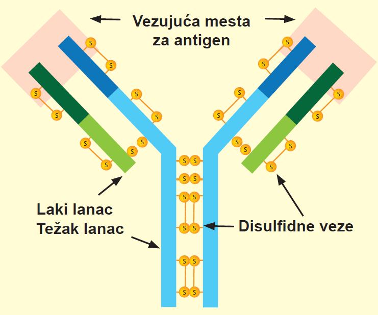 Imunoglobulini imaju istu osnovnu građu. Četiri polipeptidna lanca Struktura koja ima izgled latiničnog slova Y.