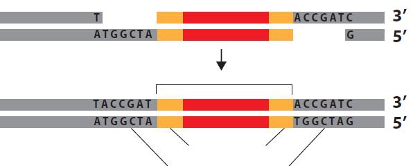 Seci i lepi mehanizam transpozicije Oba 3 kraja transpozona OH grupom napadaju ciljnu DNK i to na rastojanju od 2 do 9 nukleotida (najčešće 2, 5 ili 9).