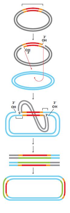 Replikativni mehanizam DNK transpozicije Start rekombinacije kao i kod seci i lepi mehanizma Transpozaza se vezuje za terminalne