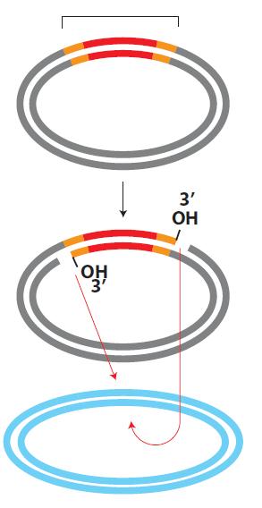 Replikativni mehanizam DNK transpozicije Nakon delovanja transpozaza i formiranja 3 slobodnih krajeva transpozon ne napušta svoje originalno mesto u molekulu DNK