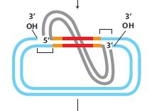 Replikativni mehanizam DNK transpozicije 3 krajevi kovalentno se vezuju za ciljnu DNK dok 5 krajevi transpozona ostaju vezani za host sekvencu