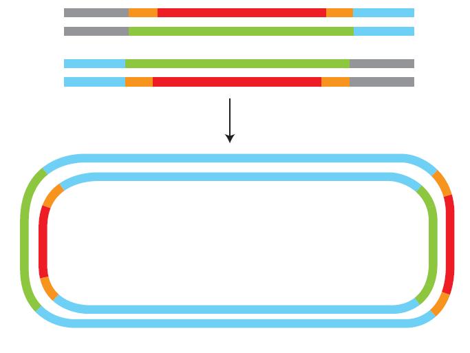 Replikativni mehanizam DNK transpozicije U sledećem koraku rekombinacione reakcije, slobodni 3 -OH krajevi ciljne sekvence DNK postaju prajmeri za DNK sintezu kojom se
