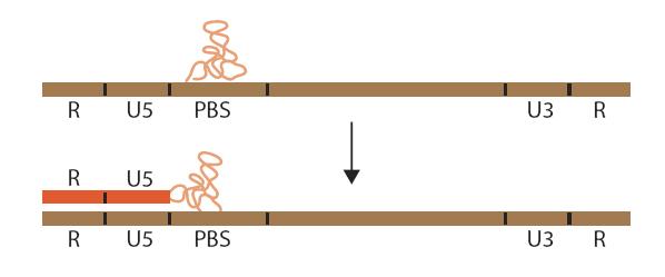 Sinteza cdnk Sintezu lanca DNK vrši enzim reverzna transkriptaza (RT) Prva uloga: RNK zavisna DNK polimeraza Sinteza počinje