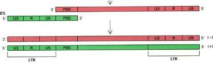 Sinteza cdnk Nakon kompletiranja prve sekvence LTR, a samim tim i završetkom sinteze drugog lanca DNK, RT pravi treći skok na lanac DNK koji je do tada služio kao matrica