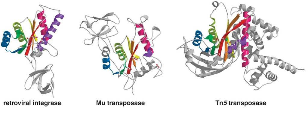DDE familija enzima Analizom strukture većeg broja enzima DNK transpozaza i retrovirusnih integraza utvrđeno je postojanje konzerviranog domena.