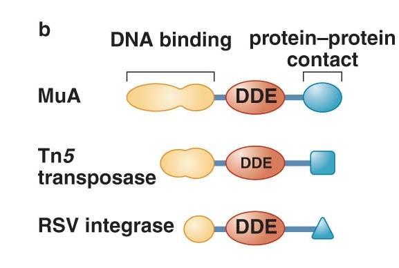 DDE familija enzima DNK transpozaze i retroviralne integraze Pored katalitičkog, ovi enzimi obično poseduju još dva domena: domen za vezivanje sa molekulom