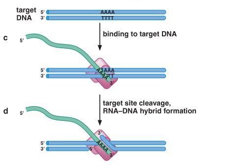 Kompleks prepoznaje timinom bogate sekvence DNK komplementarnim sparivanjem sa poli-a krajem irnk.