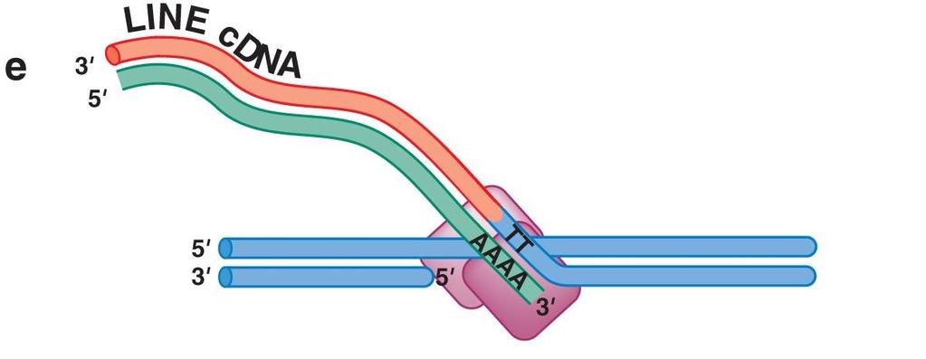 Mehanizam Reverse Splicing Nakon sinteze jednog lanca cdnk, hibrid DNK-RNK
