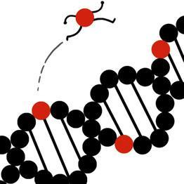 Terminologija transpozona Pokretni (mobilni) genetički elementi Skoči geni (eng. jumping genes) Lutajući geni (eng.