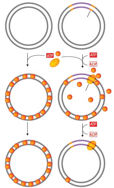 Kontrola transpozicije zaštitom mesta insercije Vezani za krajeve transpozona, proteini MuA štite sekvencu fagne DNK u dužini od 15 kb od vezivanja proteina MuB.