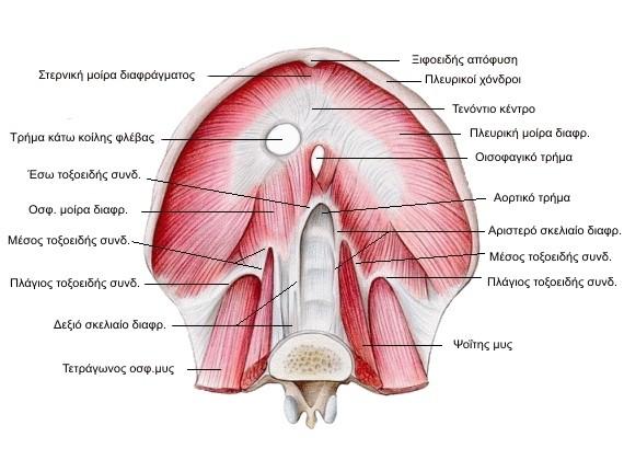 ΤΕΝΟΝΤΙΟ ΚΕΝΤΡΟ ΑΠΟΤΕΛΕΙ ΚΑΤΑΦΥΣΗ ΤΟΥ ΔΙΑΦΡΑΓΜΑΤΟΣ / ΣΤΟ ΜΠΡΟΣΤΙΝΟ ΜΕΡΟΣ ΤΟΥ ΘΩΡΑΚΑ / ΕΠΙΠΕΔΟ ΙΝΩΔΕΣ / ΜΕ ΣΧΗΜΑ ΤΡΙΦΥΛΛΙΟΥ ΠΛΕΥΡΙΚΗ ΜΟΙΡΑ ΕΚΦΥΕΤΑΙ ΑΠΟ ΤΗΝ ΕΣΩ ΕΠΙΦΑΝΕΙΑ ΤΩΝ
