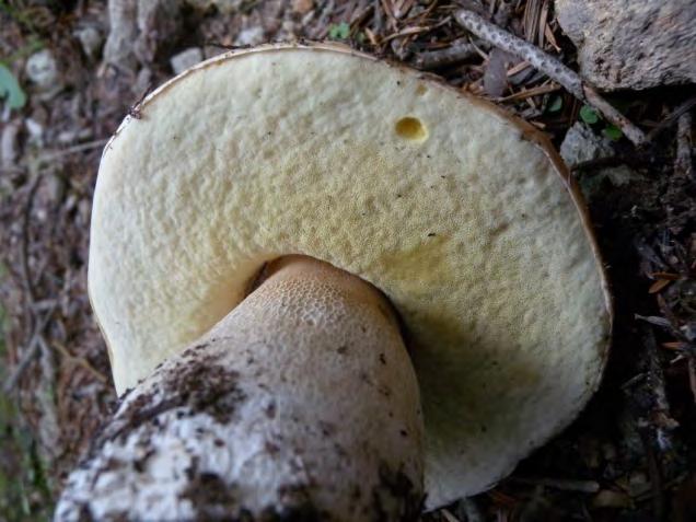 Boletus