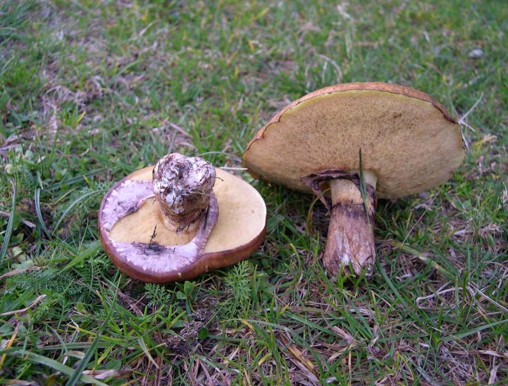 Suillus