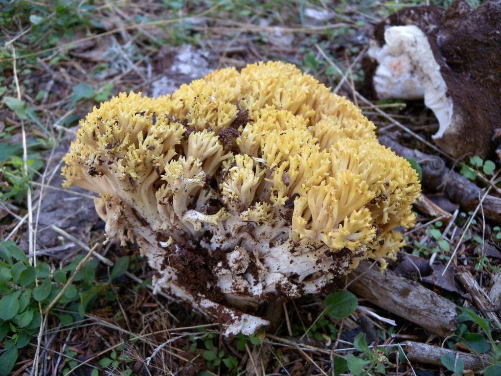 Ramaria