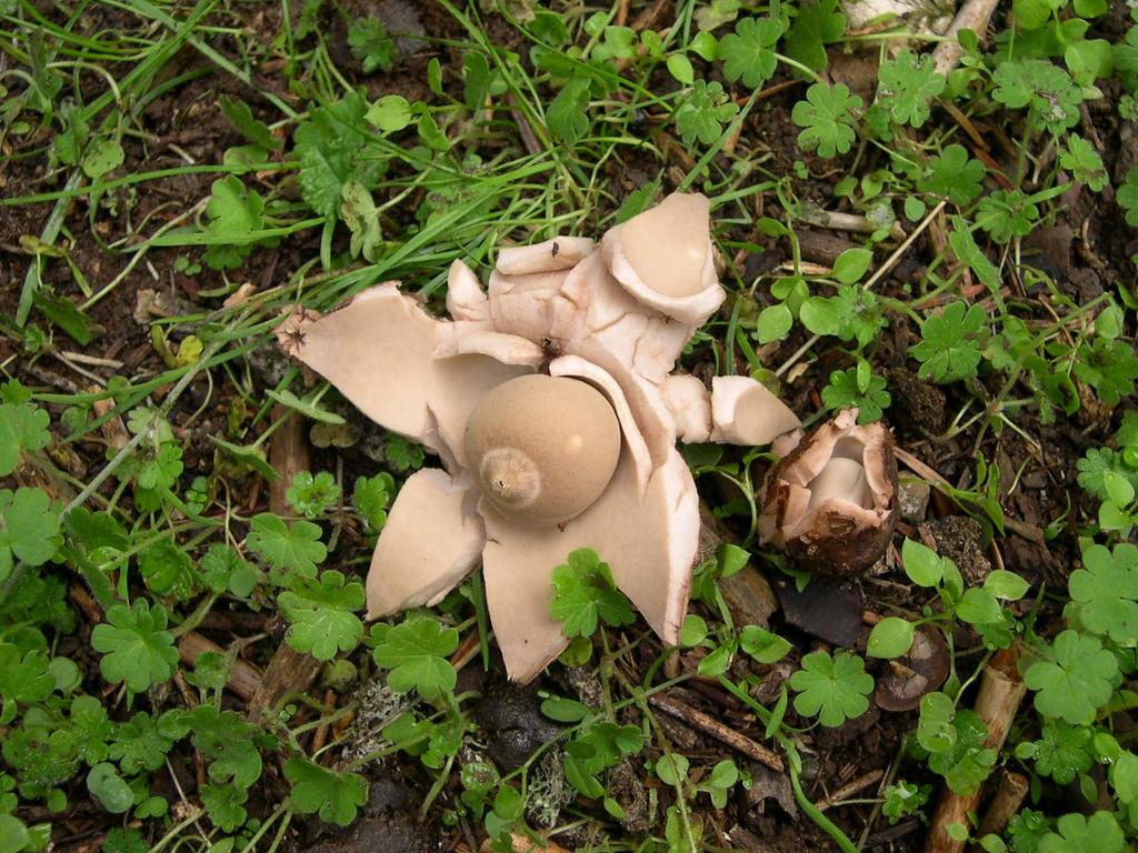 Geastrum