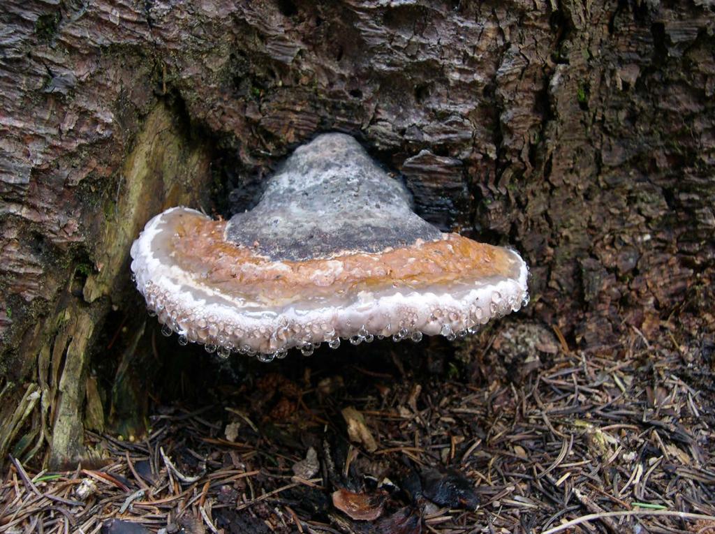 Fomitopsis