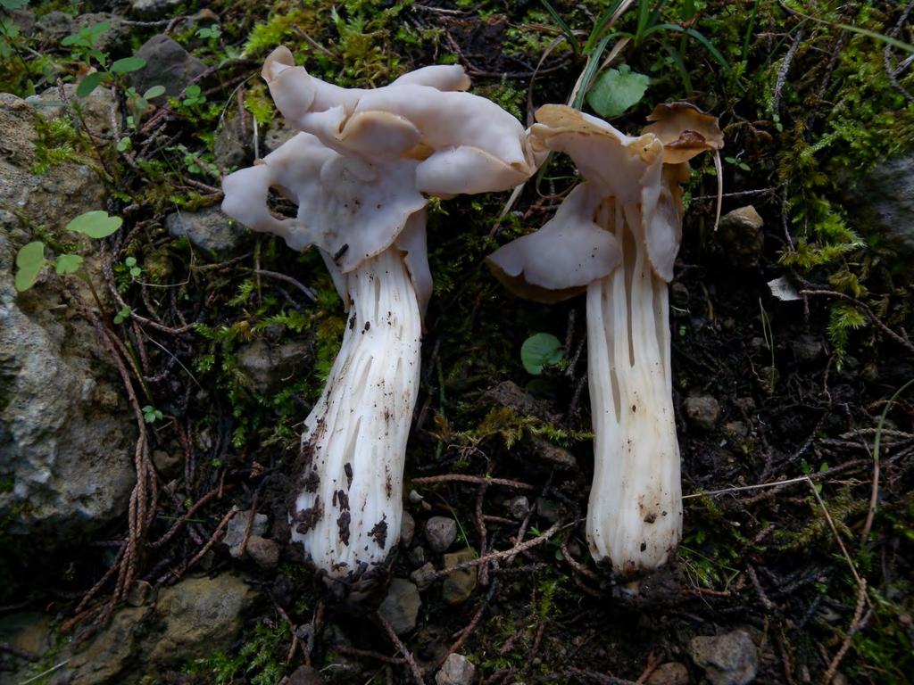 Helvella