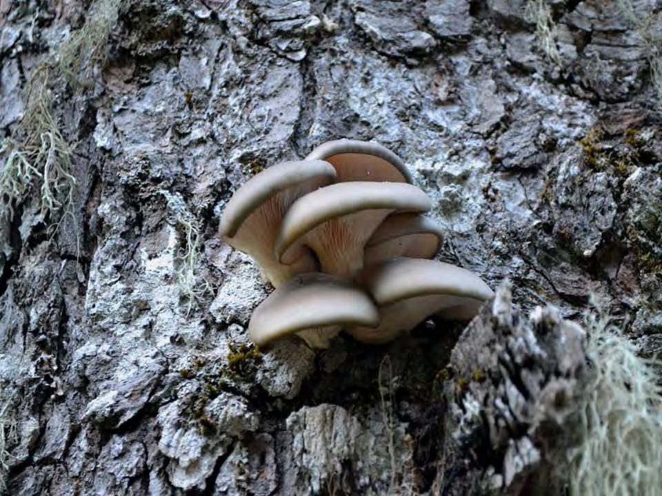 Pleurotus