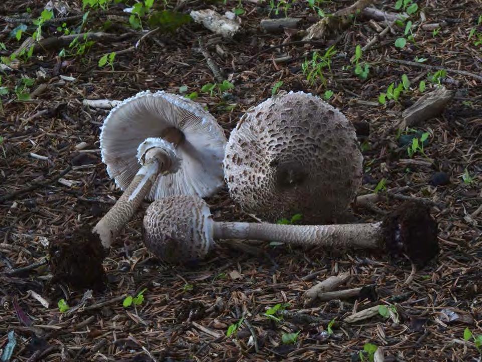 Macrolepiota