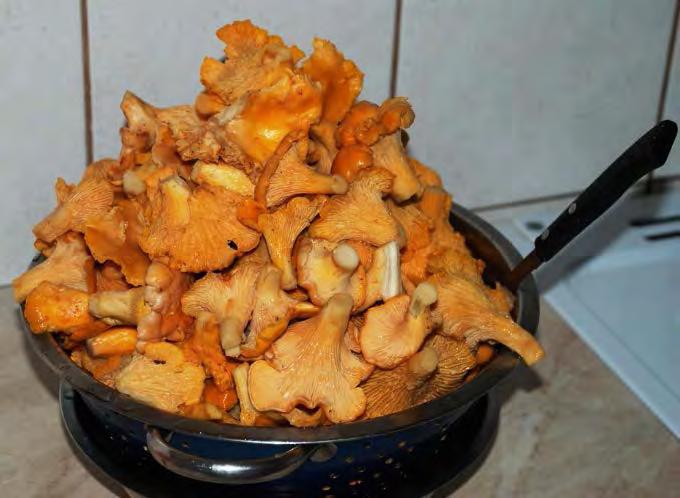 Cantharellus