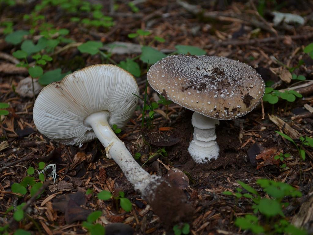 Amanita