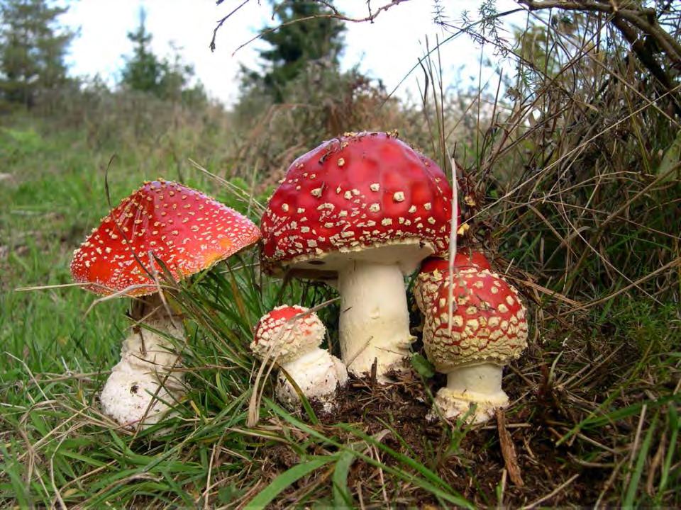 Amanita muscaria