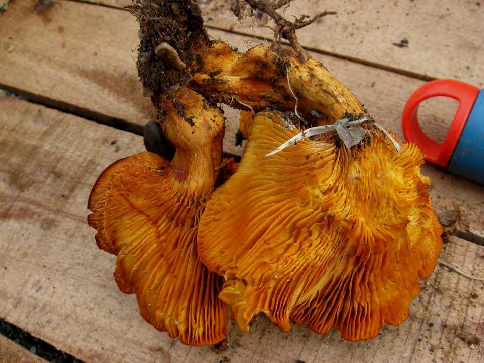 Omphalotus