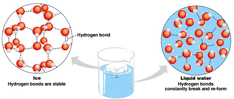 Στους 0 o C και κάτω (πάγος), τα μόρια νερού σχηματίζουν κρυσταλλικό πλέγμα στο οποίο κάθε μόριο δεσμεύεται με μάξιμουμ 4 άλλα.