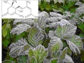 166 Αμπσισικό οξύ (abscisic acid: ABA) Δράση του αμπσισικού οξέως στα φυτά Το αμπσισικό οξύ