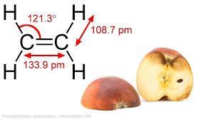 182 Αιθυλένιο Η παλιά παρατήρηση πως ένα σάπιο μήλο μέσα σ' ένα βαρέλι με μήλα κάνει και τα υπόλοιπα να