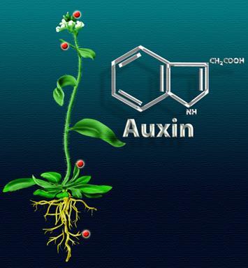 31 ΑΥΞΙΝΕΣ Βιοσύνθεση των αυξινών Το ΙΑΑ συντίθεται από την τρυπτοφάνη ή το ινδόλιο κυρίως στις καταβολές των φύλλων των κορυφαίων μεριστωμάτων, στα νεαρά φύλλα και στα αναπτυσσόμενα σπέρματα.