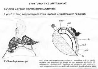 Sphaerolecanium prunastri Ξυλοφάγα Coleoptera Scolitydae