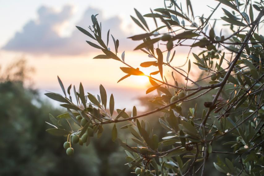 1.4 Πρόγραμμα Αγροτικισ Ανάπτυξθσ - Δράςθ 4.1.3 Δράςθ 4.1.3 «Υλοποίθςθ επενδφςεων που ςυμβάλλουν ςτθ χριςθ ΑΠΕ κακώσ και ςτθν προςταςία του περιβάλλοντοσ» τόχοσ τθσ Δράςθσ είναι θ ςτιριξθ μζςω