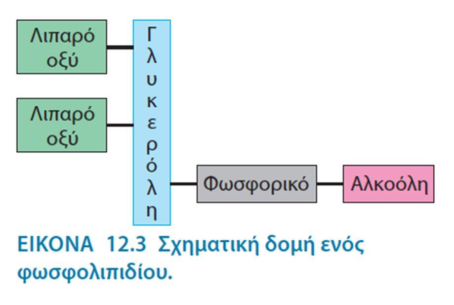 Τα φωσφολιπίδια είναι η κύρια κατηγορία