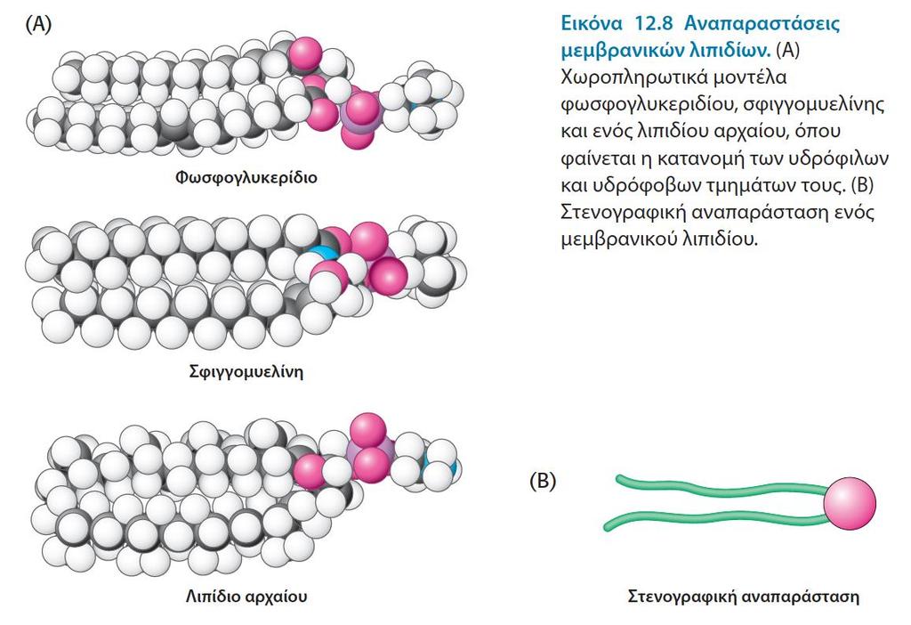 Τα μεμβρανικά λιπίδια είναι αμφιπαθή